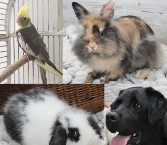 Terapeutas animais
